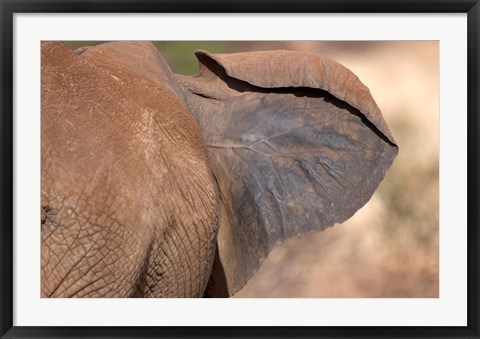 Framed African elephant, (Loxodonta africana), Elephant Ear, Samburu National Reserve, Kenya Print