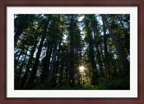 Framed Redwood trees in a forest, Del Norte Coast Redwoods State Park, Del Norte County, California, USA Print
