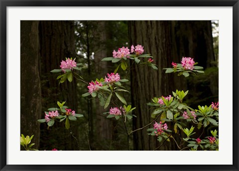 Framed Rhododendron Flowers and Redwood Trees in a Forest, Del Norte Coast Redwoods State Park, Del Norte County, California, USA Print