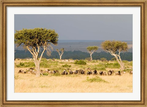 Framed Masai Mara National Reserve, Kenya Print