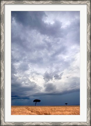 Framed Two trees on a landscape, Masai Mara National Reserve, Kenya Print