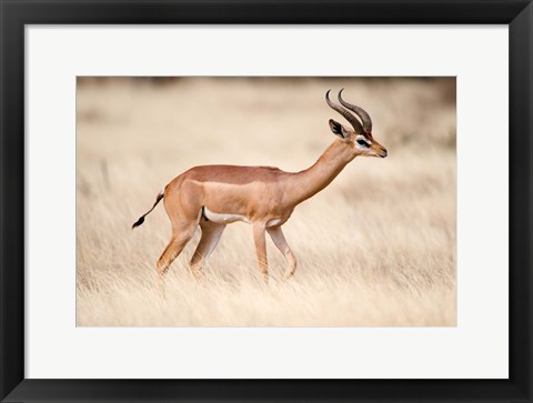 Framed Male gerenuk (Litocranius walleri) standing in field, Samburu National Park, Rift Valley Province, Kenya Print