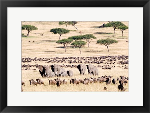 Framed Wildebeests with African elephants (Loxodonta africana) in a field, Masai Mara National Reserve, Kenya Print