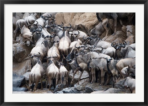 Framed Wildebeests, Masai Mara National Reserve, Kenya Print