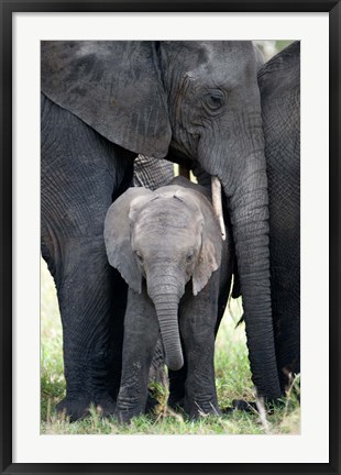 Framed African elephant (Loxodonta africana) with its calf in a forest, Tarangire National Park, Tanzania Print