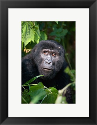 Framed Close-up of a Mountain Gorilla (Gorilla beringei beringei), Bwindi Impenetrable National Park, Uganda Print