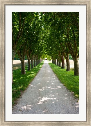 Framed Treelined along a road, Vaugines, Vaucluse, Provence-Alpes-Cote d&#39;Azur, France Print