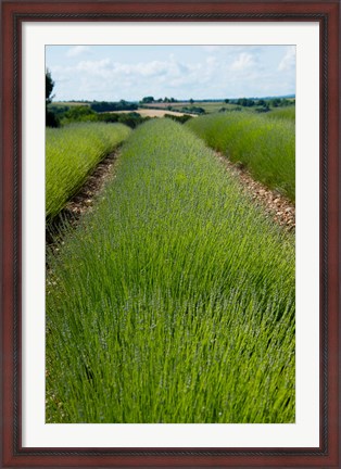 Framed Lavender Field, Route de Manosque, Plateau de Valensole, Alpes-de-Haute-Provence, Provence-Alpes-Cote d&#39;Azur, France Print
