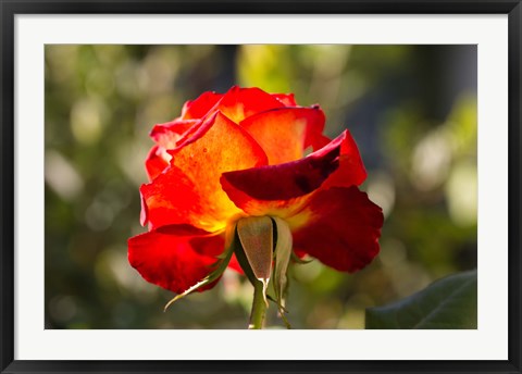 Framed Close-up of an orange rose, Los Angeles, California, USA Print