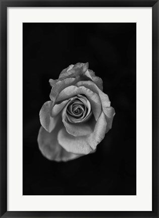 Framed Close-up of a rose Print