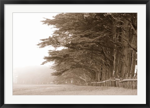 Framed Cypress trees along a farm, Fort Bragg, California, USA Print