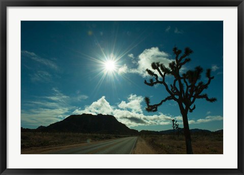 Framed Joshua tree at the roadside, Joshua Tree National Park, California, USA Print