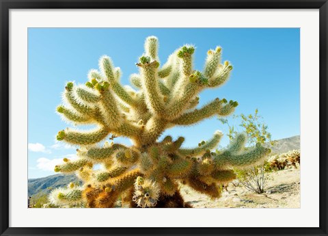 Framed Cactus at Joshua Tree National Park, California, USA Print