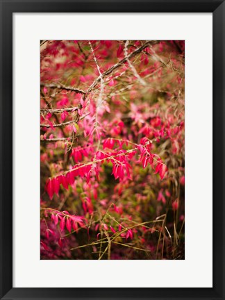 Framed Close-up of a plant in a garden in autumn, Musee de l&#39;Ecole de Nancy, Nancy, Meurthe-et-Moselle, Lorraine, France Print