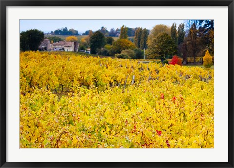 Framed Vineyards in Autumn, Montagne, Gironde, Aquitaine, France Print