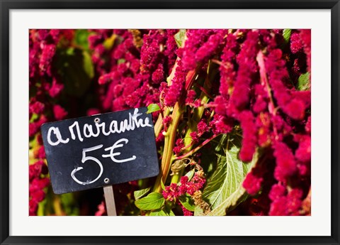 Framed Price tag on Amaranth flowers at a flower shop, Rue De Buci, Paris, Ile-de-France, France Print