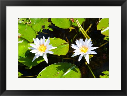 Framed Water lilies with lily pads in a pond, Isola Madre, Stresa, Lake Maggiore, Piedmont, Italy Print