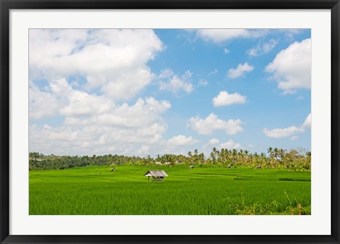 Framed Rice field, Rejasa, Penebel, Bali, Indonesia Print