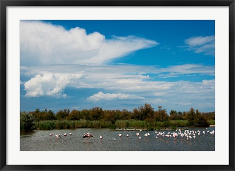 Framed Flamingos in a lake, Parc Ornithologique Du Pont de Gau, D570, Camargue, Bouches-Du-Rhone, Provence-Alpes-Cote d&#39;Azur, France Print