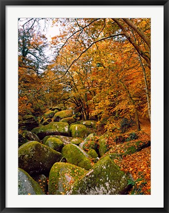 Framed Huelgoat Forest in Autumn, Finistere, Brittany, France Print