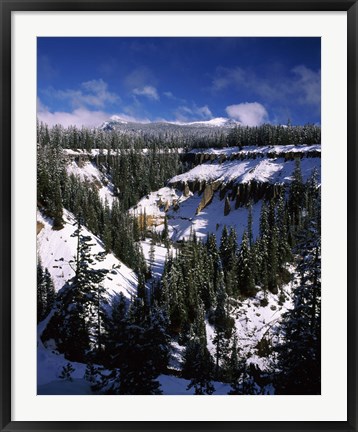Framed Snow covered trees in winter, Godfrey Glen, Crater Lake National Park, Oregon, USA Print