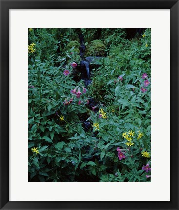 Framed Castle Crest Wildflower Garden Trail, Munson Creek, Crater Lake National Park, Oregon Print