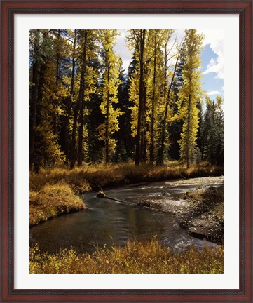 Framed Cottonwood trees along Annie Creek Canyon Trail, Crater Lake National Park, Oregon, USA Print