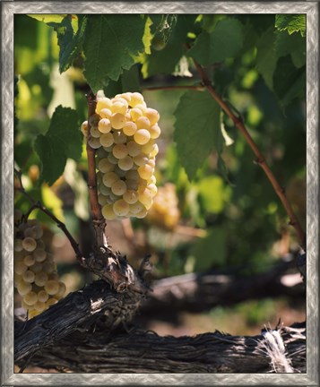 Framed Chardonnay Grapes in Vineyard, Carneros Region, California Print