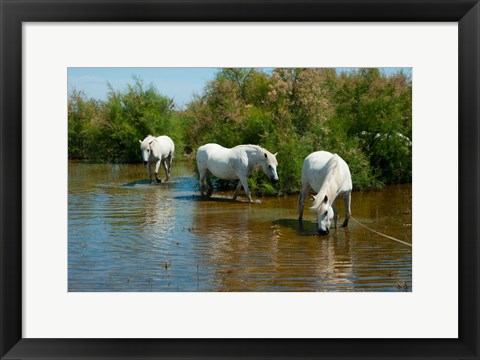 Framed Three Camargue white horses in a lagoon,  Camargue, Saintes-Maries-De-La-Mer, Provence-Alpes-Cote d&#39;Azur, France Print