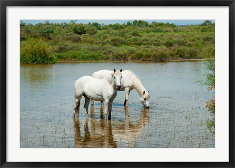 Framed Two Camargue White Horses in a Lagoon, Camargue, Saintes-Maries-De-La-Mer, Provence-Alpes-Cote d&#39;Azur, France (horizontal) Print