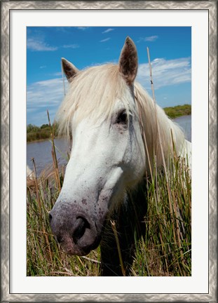 Framed Close up of White Camargue Horse, Camargue, Saintes-Maries-De-La-Mer, Provence-Alpes-Cote d&#39;Azur, France Print