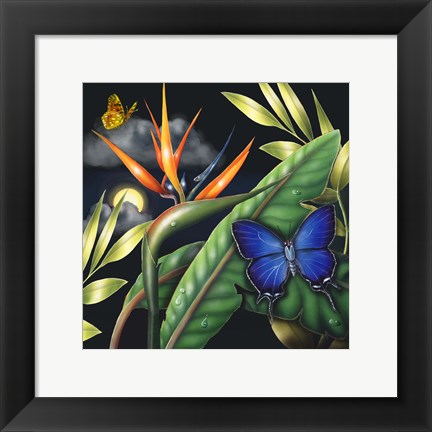 Framed Metalmark Print