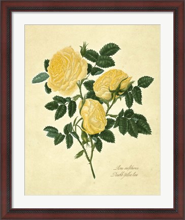 Framed Double Yellow Rose Print