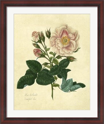 Framed Frankfort Rose Print