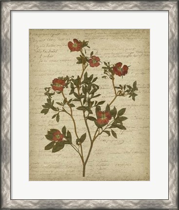 Framed Romantic Pressed Flowers I Print