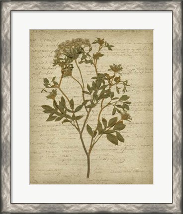 Framed Romantic Pressed Flowers IV Print