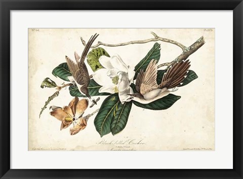 Framed Black-billed Cuckoo Print