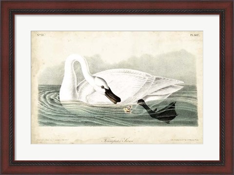 Framed Trumpeter Swan I Print