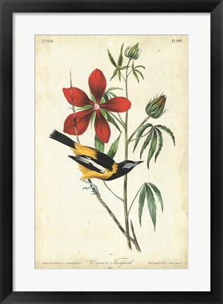 Framed Audubon Bird &amp; Botanical I Print