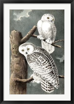 Framed Audubon&#39;s Snowy Owl Print