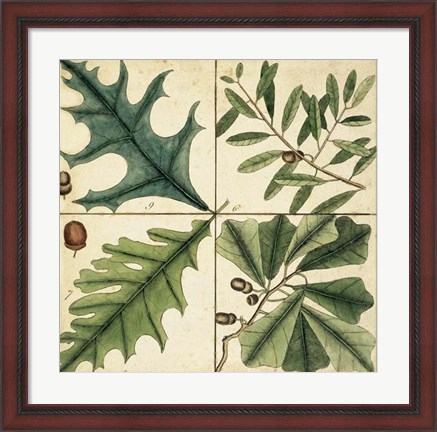 Framed Catesby Leaf Quadrant III Print