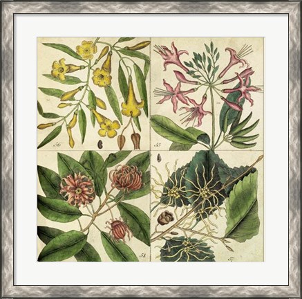 Framed Catesby Botanical Quadrant I Print