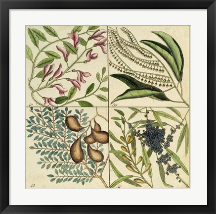 Framed Catesby Botanical Quadrant IV Print