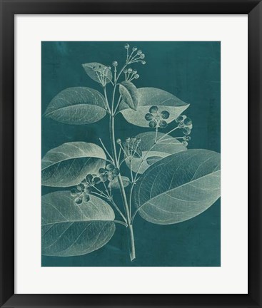 Framed Modern Botany II Print