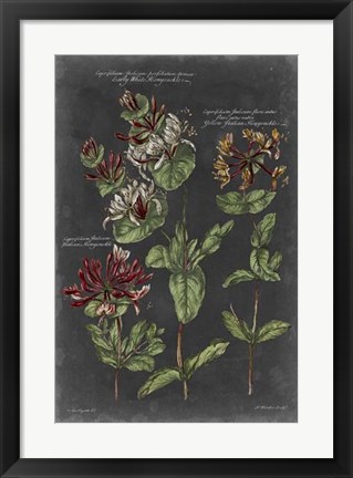 Framed Vintage Botanical Chart IV Print