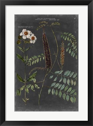 Framed Vintage Botanical Chart V Print