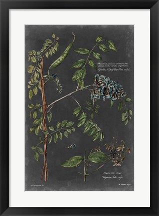 Framed Vintage Botanical Chart VII Print