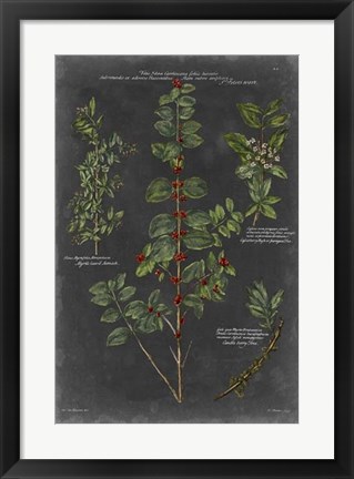 Framed Vintage Botanical Chart VIII Print