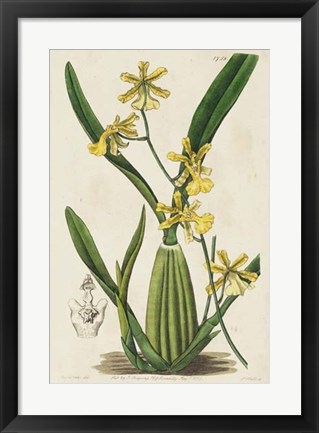 Framed Spring Orchid IV Print