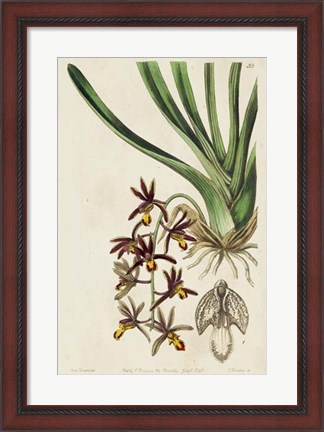 Framed Spring Orchid V Print